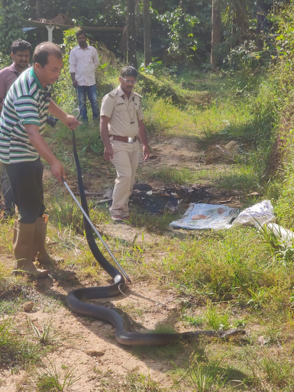 ಕೊಟ್ಟಿಗೆಹಾರ: 12 ಅಡಿ ಉದ್ದದ ಕಾಳಿಂಗಸರ್ಪ ಸೆರೆ