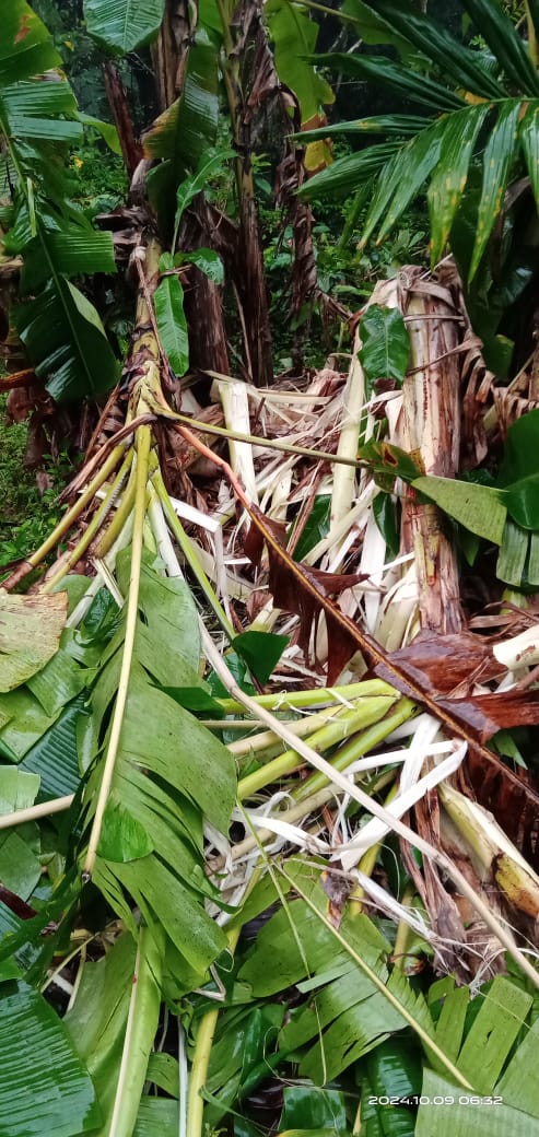 ಮನೆ ಬಾಗಿಲಿಗೆ ಬಂದ ಕಾಡಾನೆ