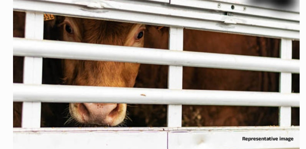 ಬೆಳ್ತಂಗಡಿ: ರಾತ್ರಿ ಅಕ್ರಮ ಗೋ ಸಾಗಾಟ ಪತ್ತೆ..!