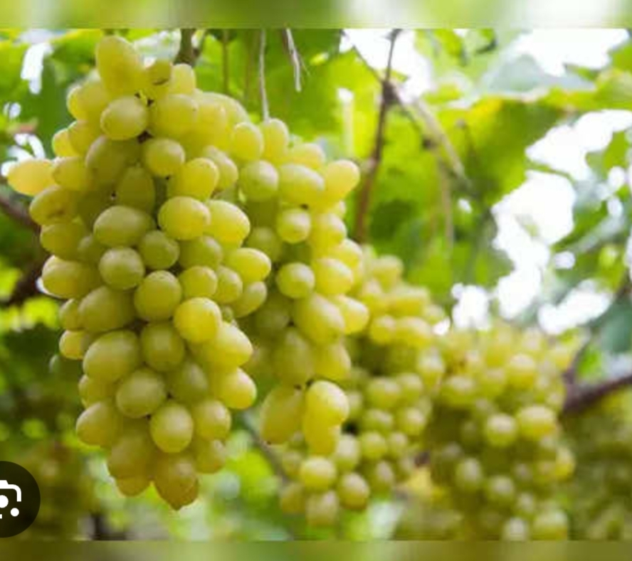 Helth tips:ಹಸಿರು ದ್ರಾಕ್ಷಿ ಹಣ್ಣಿನ ಉಪಯುಕ್ತ ಗುಣಗಳು