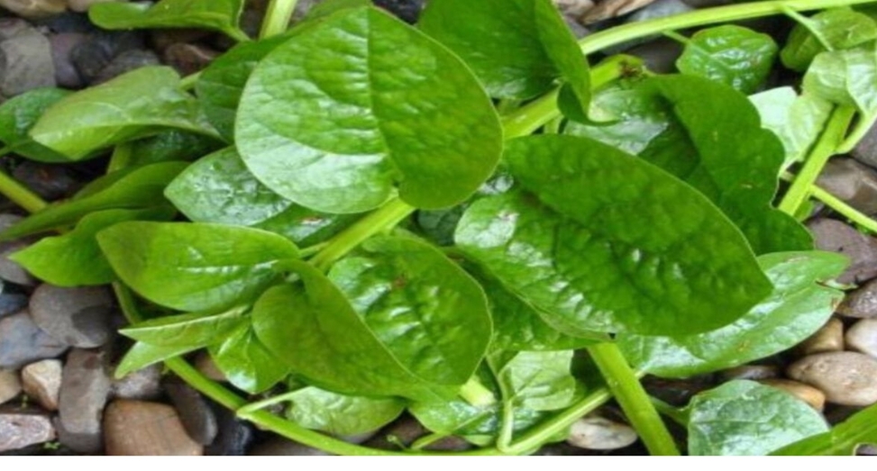 ಬಸಳೆ ಸೊಪ್ಪಿನ, ಪ್ರಯೋಜನಗಳು ಗೊತ್ತಾದ್ರೆ, ದಿನಾ ತಿನ್ನುವಿರಿ!