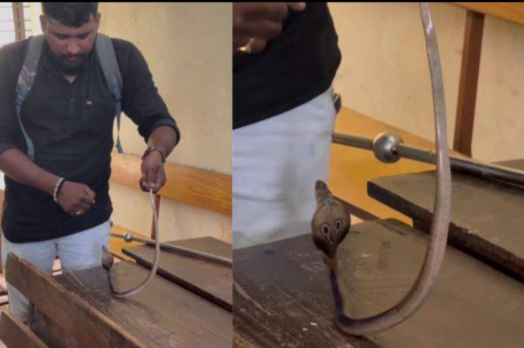 ತರಗತಿ ನಡೆಯುತ್ತಿದ್ದಾಗಲೇ ಕ್ಲಾಸ್ ರೂಂಗೆ ನುಗ್ಗಿ ಹೆಡೆ ಬಿಚ್ಚಿದ ಮರಿ ನಾಗರಾಜ