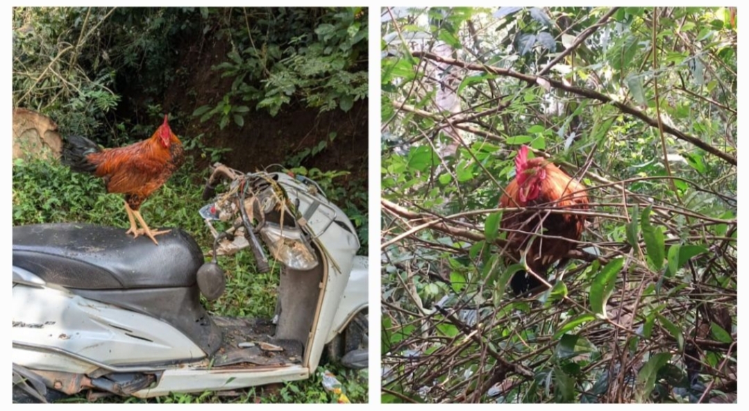 ಕಡಬ: ಮರ ಬಿದ್ದು ಸ್ಕೂಟರ್ ಸವಾರ ಸಾವನ್ನಪ್ಪಿದ ಪ್ರಕರಣ| ಸ್ಥಳ ಬಿಟ್ಟು ಕದಲದ ಹರಕೆಗೆ ಕೊಂಡೊಯ್ಯುತ್ತಿದ್ದ ಕೋಳಿ!!