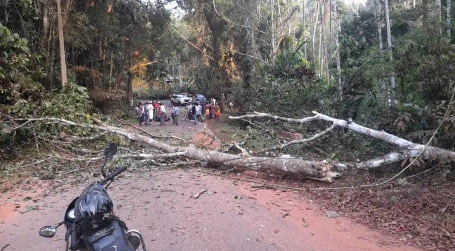 ಕಡಬ: ಚಲಿಸುತ್ತಿದ್ದ ಬೈಕ್ ಮೇಲೆ ಬಿದ್ದ ಹಾಲುಮಡ್ಡಿ ಮರ; ಸವಾರ ಗಂಭೀರ