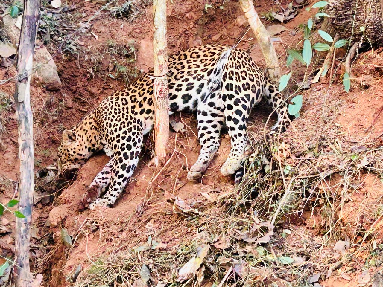 ಚಿಕ್ಕಮಗಳೂರು: ಬೇಟೆಗಾರರ ಉರುಳಿಗೆ ಸಿಲುಕಿದ ಚಿರತೆ – ಸಾವು ಬದುಕಿನ ನಡುವೆ ಹೋರಾಟ