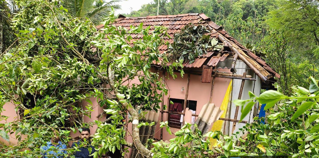 ಚಿಕ್ಕಮಗಳೂರು: ಮನೆ ಮೇಲೆ ಮರ ಬಿದ್ದು ಹಾನಿ