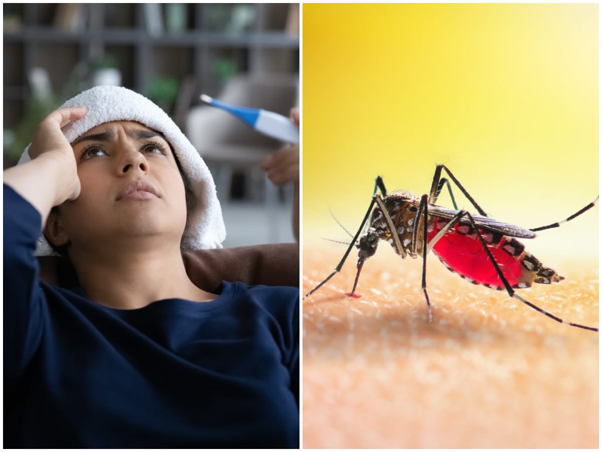 ಬೆಂಗಳೂರಿನಲ್ಲಿ ಡೆಂಗ್ಯೂ ಹಾಗೂ ಚಿಕನ್ ಗುನ್ಯಾ ಭೀತಿ..!