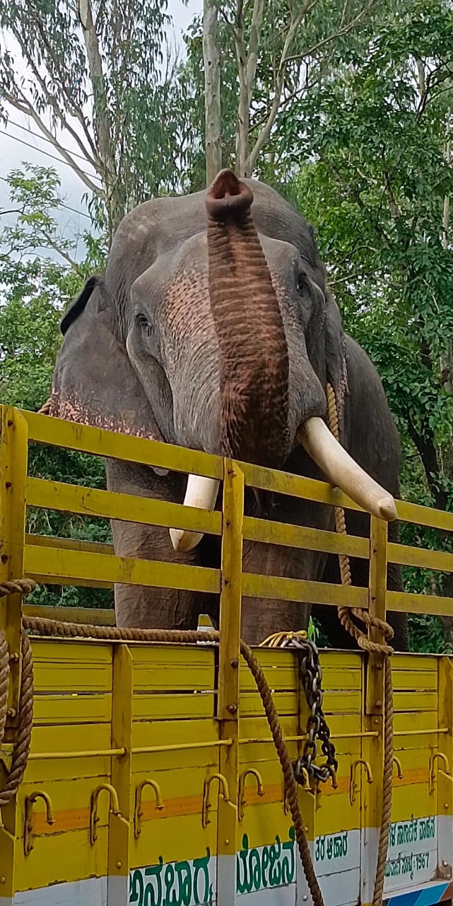 ಜನಾಕ್ರೋಶಕ್ಕೆ ಬೆದರಿದ ಇಲಾಖೆ|ಎನ್ ಆರ್ ಪುರದಲ್ಲಿ ಕಾಡಾನೆ ಕಾರ್ಯಾಚರಣೆ