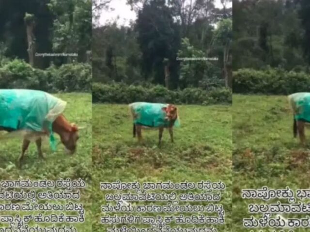 ಭಾರಿ ಮಳೆ ರಕ್ಷಣೆಗೆ ದನಗಳಿಗೆ ರೈನ್ ಕೋಟ್ ಹಾಕಿ ಮೇಯಲು ಬಿಟ್ಟ ಮಾಲೀಕ| ಸೋಶಿಯಲ್ ಮೀಡಿಯಾದಲ್ಲಿ ವಿಡಿಯೋ ವೈರಲ್