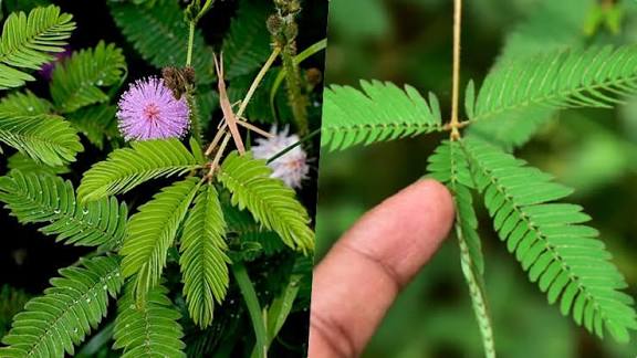 ನಾಚಿಕೆ ಮುಳ್ಳು ಬಳಸಲು ನಾಚಿಕೆ ಬೇಡ| ಹಲವು ರೋಗಗಳಿಗೆ ರಾಮಬಾಣ ‘ಮುಟ್ಟಿದರೆ ಮುನಿ’ ಗಿಡ