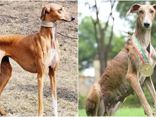 ಮುಧೋಳ‌ ಹೌಂಡ್, ರಾಮ್ ಪುರ ದೇಸೀ ತಳಿಯ 150 ಶ್ವಾನಗಳು ಬಿಎಸ್ಎಫ್ ಗೆ ಸೇರ್ಪಡೆ