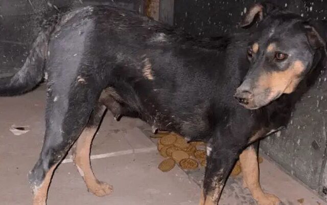 ಬೆಂಗಳೂರಿನಲ್ಲಿ ಕಾಮುಕರ ಅಟ್ಟಹಾಸ| ಬೀದಿನಾಯಿ ಮೇಲೆ ಗ್ಯಾಂಗ್ ರೇಪ್