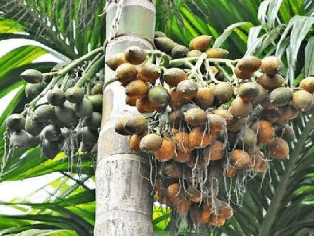 ಅಡಿಕೆ ಕ್ಯಾನ್ಸರ್‌ ಕಾರಕವಲ್ಲ, ಪ್ರತಿಬಂಧಕ| ಎನೆಪೋಯ ಯೂನಿವರ್ಸಿಟಿ ಸಂಶೋಧನಾ ವರದಿಯಲ್ಲಿ ಬಹಿರಂಗ