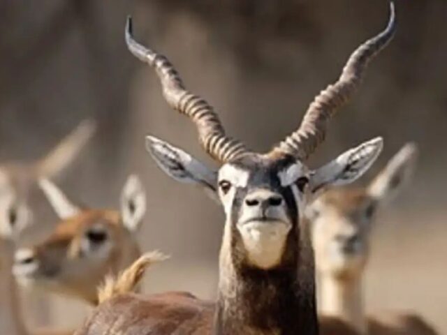 ಬೆಳಗಾವಿ: ಮುಂದುವರಿದ ಕೃಷ್ಣ ಮೃಗಗಳ ಸಾವಿನ ಸರಣಿ| ಮತ್ತೊಂದು ಸಾವಿನೊಂದಿಗೆ ಮೃತ ಮೃಗಗಳ ಸಂಖ್ಯೆ 29ಕ್ಕೆ ಏರಿಕೆ