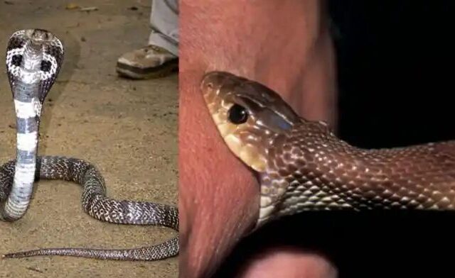 ಹಾವು ಕಡಿತಕ್ಕೆ ನಗದು ರಹಿತ ಚಿಕಿತ್ಸೆ ನೀಡಲು ರಾಜ್ಯ ಸರ್ಕಾರ ಆದೇಶ