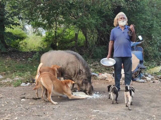 ಮೆಕ್ಯಾನಿಕ್ ನ ಜೊತೆಗೆ ಕಾಡುಹಂದಿ ಸಖ್ಯ| ಕುದುರೆಮುಖ ಕಾಡಂಚಿನಲ್ಲೊಂದು ಅಪರೂಪದ ದೃಶ್ಯ