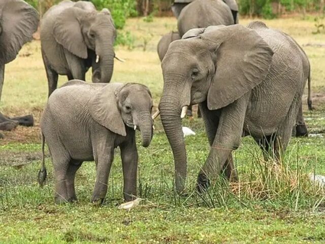 ದ.ಕ ದಲ್ಲಿ ಶೀಘ್ರ ಆನೆ ಕಾರ್ಯಪಡೆ‌ ಸ್ಥಾಪನೆ