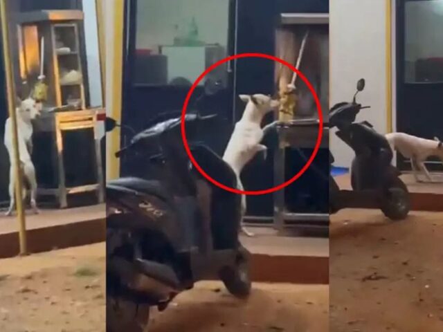 ಬಂಟ್ವಾಳ: ಶವರ್ಮಾ ತಿನ್ನುವಾಗ ಎಚ್ಚರವಾಗಿರಿ| ಇಲ್ಲಿದೆ ಡೇಂಜರಸ್ ಸ್ಟೋರಿ