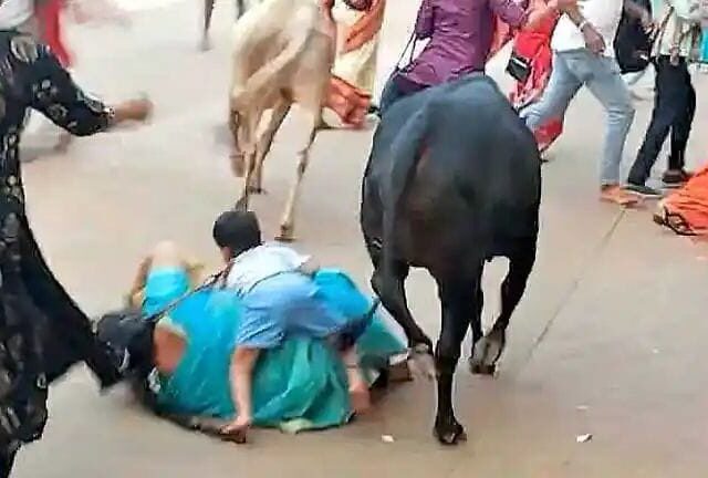 ಕುಕ್ಕೆ ಸುಬ್ರಹ್ಮಣ್ಯ: ಬೀಡಾಡಿ ಹೋರಿಗಳ ಕಾಳಗದಲ್ಲಿ ಗಾಯಗೊಂಡ ತಾಯಿ – ಮಗು