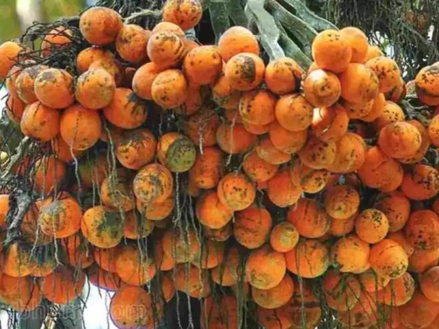 ಅಡಿಕೆ ಕ್ಯಾನ್ಸರ್ ಕಾರಕವಲ್ಲ| ಸಂಶೋಧನಾ ವರದಿಯಲ್ಲಿ ದೃಢ