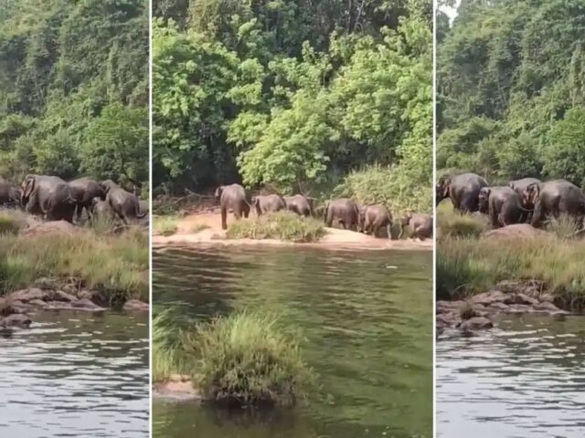 ಕಡಬ: ಕುಮಾರಧಾರಾ ನದಿ ತೀರದಲ್ಲಿ ಕಾಡಾನೆಗಳ ಹಿಂಡು| ಅರಣ್ಯ ಇಲಾಖೆಯಿಂದ ಕಾರ್ಯಾಚರಣೆ