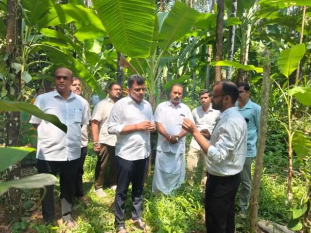 ಅಡಿಕೆ ಎಲೆ ಚುಕ್ಕಿ ರೋಗದ ಹತೋಟಿ ಪ್ರಾತ್ಯಕ್ಷಿಕೆ| ಗುತ್ತಿಗಾರಿನಲ್ಲಿ ಮಾಹಿತಿ ಪಡೆದುಕೊಂಡ ಸಂಸದ ಚೌಟ