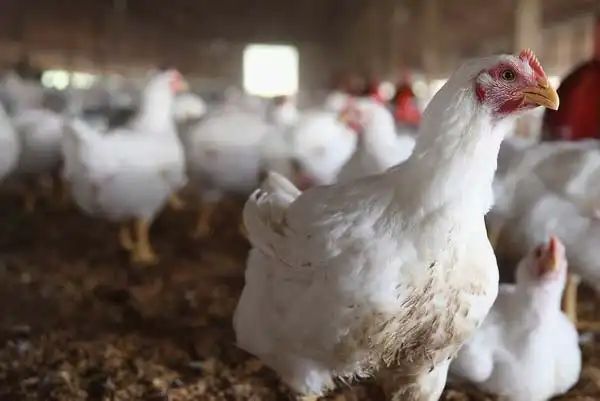 ಕರ್ನಾಟಕಕ್ಕೂ ಕಾಲಿಟ್ಟ ಹಕ್ಕಿಜ್ವರ| ಹೆಸರಘಟ್ಟದಲ್ಲಿ ಪತ್ತೆಯಾದ ಮಾರಕ ವೈರಸ್