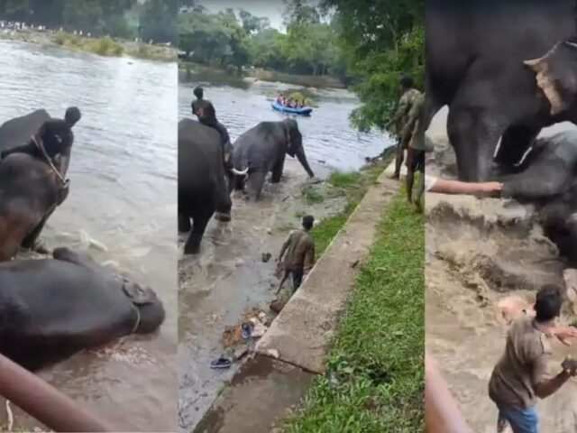 ದುಬಾರೆ: ಸಾಕಾನೆಗಳ ಕಾದಾಟದ ನಡುವೆ ಪ್ರಾಣ ಕಳೆದುಕೊಂಡ ಪ್ರವಾಸಿ ಮಹಿಳೆ