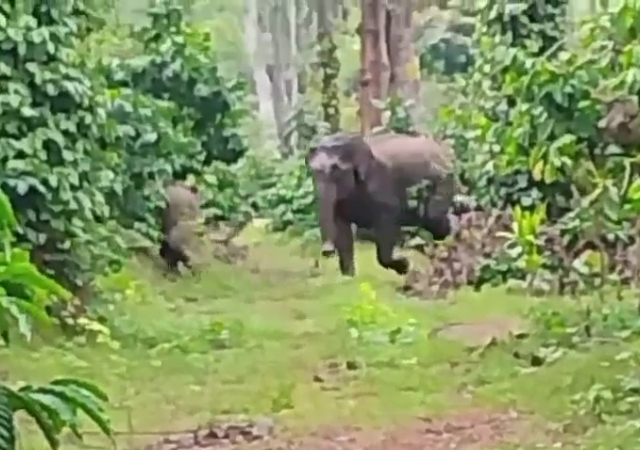 ಕೊಡಗು : ಅರಣ್ಯ ಇಲಾಖೆ ಸಿಬ್ಬಂದಿಯನ್ನು  ಬೆನ್ನಟ್ಟಿದ ಕಾಡನೆ 