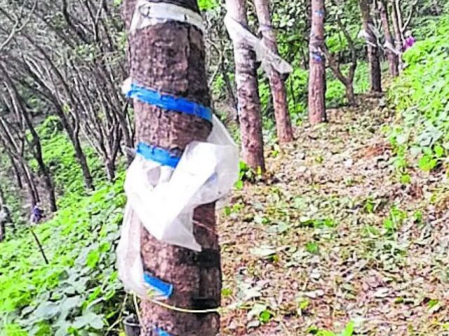 ಸಾರ್ವಕಾಲಿಕ ದಾಖಲೆ ಬರೆದ ರಬ್ಬರ್| ಗರಿಷ್ಠ ₹ 263ಕ್ಕೆ ಮಾರಾಟ