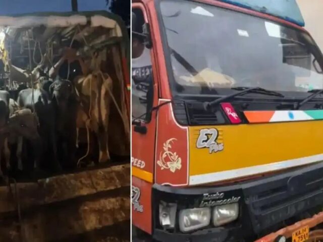 ಉಪ್ಪಿನಂಗಡಿ: ಅಕ್ರಮ ಗೋಸಾಗಾಟ| ಇಬ್ಬರ ಬಂಧನ; 16 ಗೋವುಗಳ ರಕ್ಷಣೆ