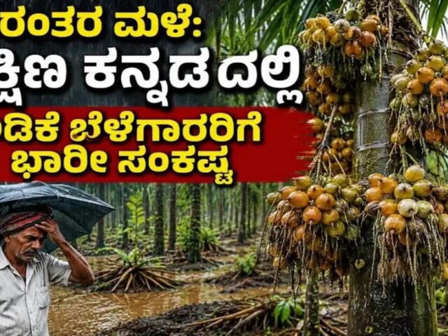 ಅಡಿಕೆ ಬೆಳೆಗಾರರಿಗೆ ಸಂಕಷ್ಟ ತಂದೊಡ್ಡಿದ ಆಗಸ್ಟ್ ಮಳೆ| ಕಣ್ಣೆದುರೇ ಉದುರುತ್ತಿರುವ ಅರೆಬೆಳೆದ ಅಡಿಕೆ