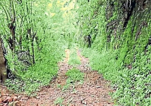 ಸುಬ್ರಹ್ಮಣ್ಯ: ಬ್ರಿಟೀಷರ ಕಾಲದ ರಸ್ತೆಗೆ ಮರುಜೀವ ನೀಡಲು ಆಗ್ರಹ| ಸಚಿವ ಸಂಪುಟ ಸಭೆಯಲ್ಲಿ ಚರ್ಚೆಯಾಗುತ್ತಾ ಕಡಮಕಲ್ – ಗಾಳಿಬೀಡು ರಸ್ತೆ?